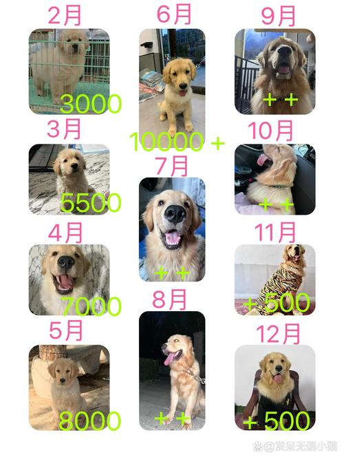 金毛小狗多少钱一只