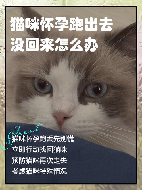 猫咪怀孕了怎么办