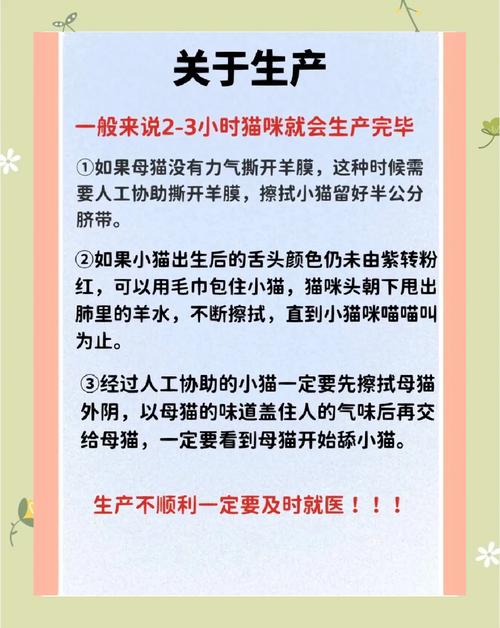 猫咪怀孕了要注意什么