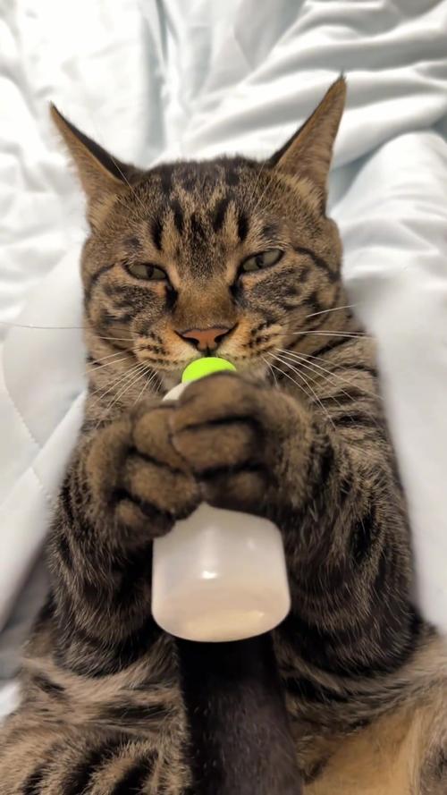 成年猫咪可以喝牛奶吗