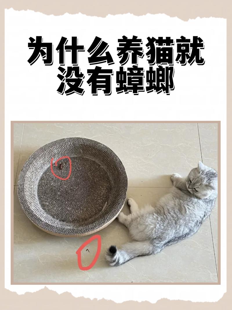 猫吃了小虫子没事吧