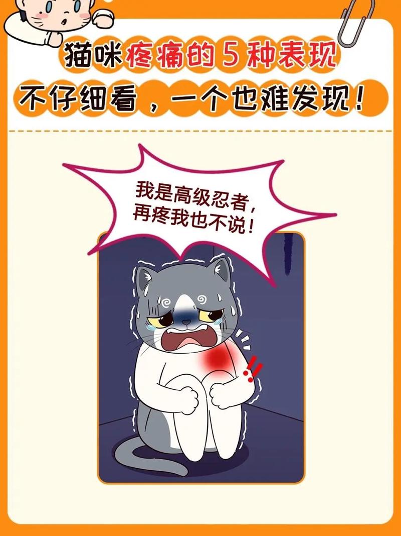 猫咪肠胃不舒服的表现