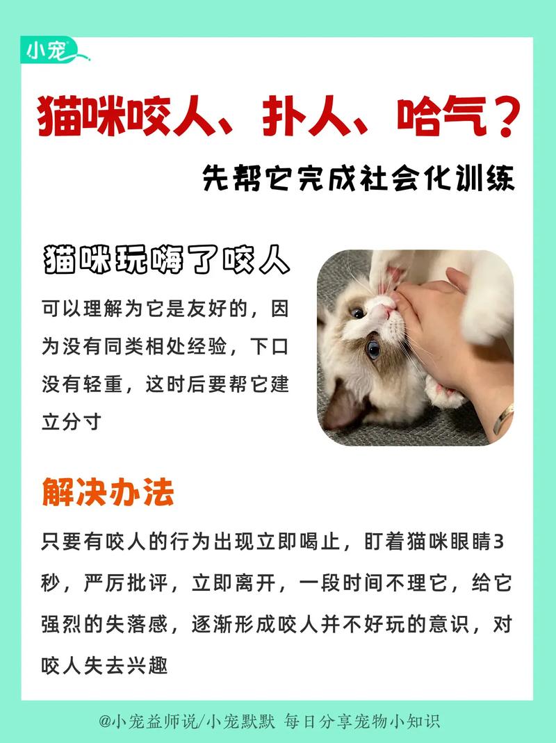 养的猫老是咬人怎么办