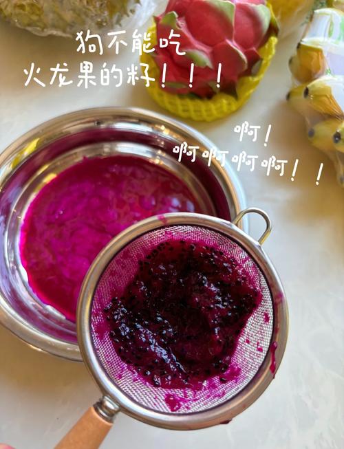 泰迪犬可以吃火龙果么?