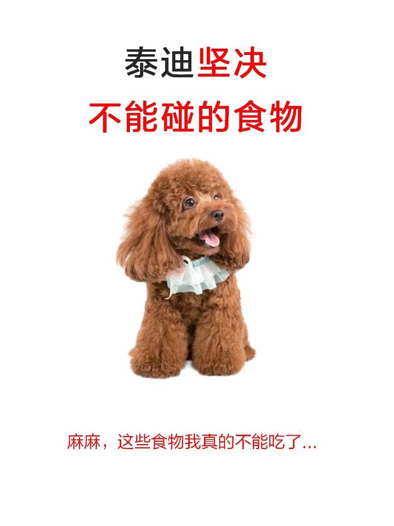 泰迪狗能不能吃火龙果