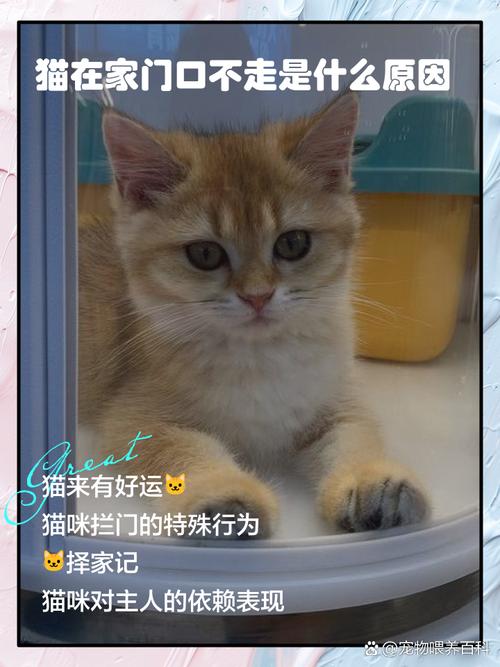 三个人养猫猫会认主人吗