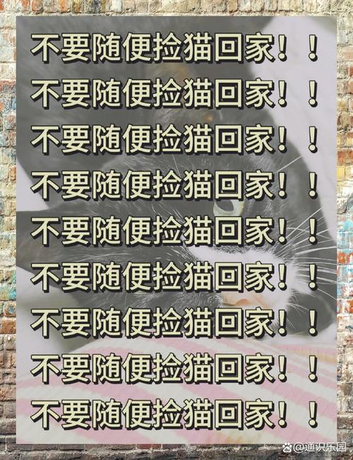 为什么猫猫会主动靠近我呢?