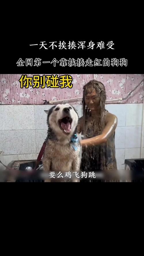 狗通人性,猫有灵性吗?