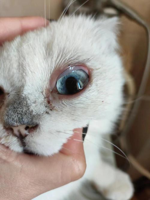 猫疱疹病毒结膜炎症状