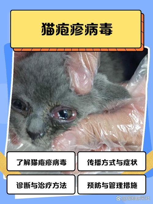 猫疱疹病毒症状