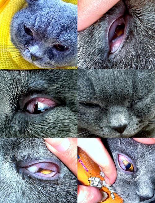 猫咪疱疹病毒有什么症状表现?