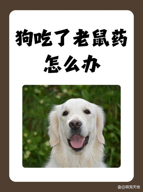 狗吃了老鼠药多久发作