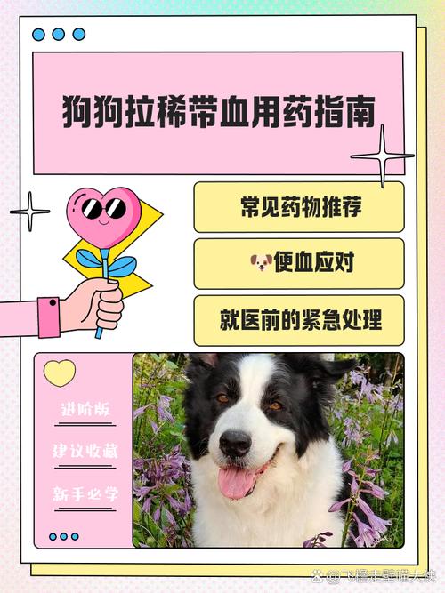 狗狗拉肚子带血怎么办,吃什么好?