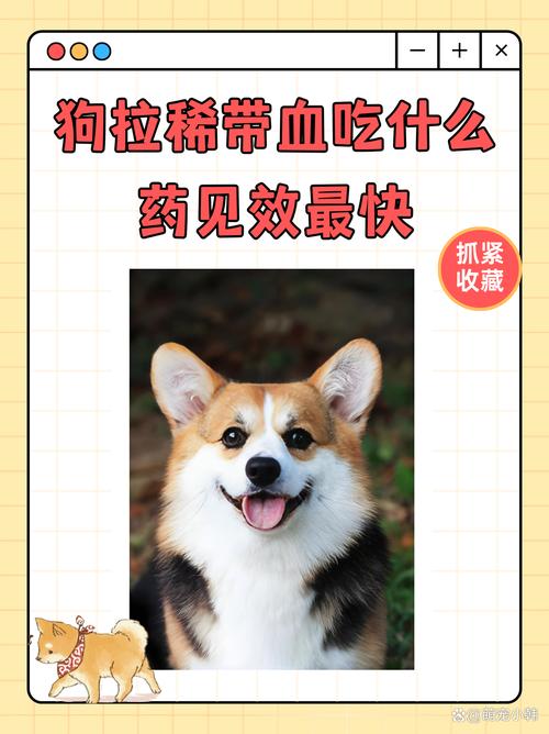 狗拉稀带血吃什么药见效最快