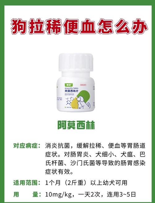 狗肠炎拉肚子带血