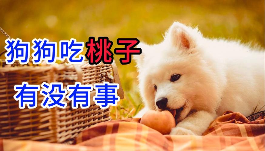 狗狗能不能吃桃