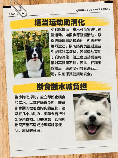 小狗撑着了怎么办