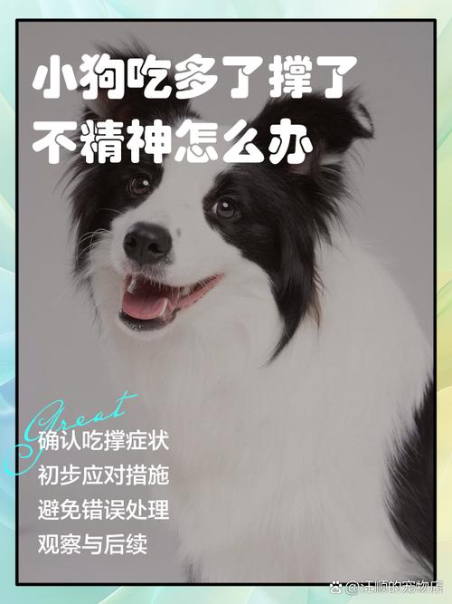 急两个月的狗狗吃撑了怎么办