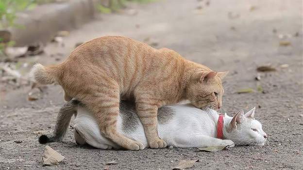 母猫发情出去多少天会回来