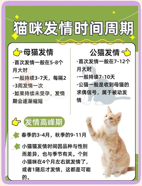发情的猫猫可以不管吗?