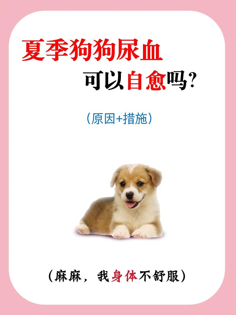 狗狗被车撞尿血能自愈吗