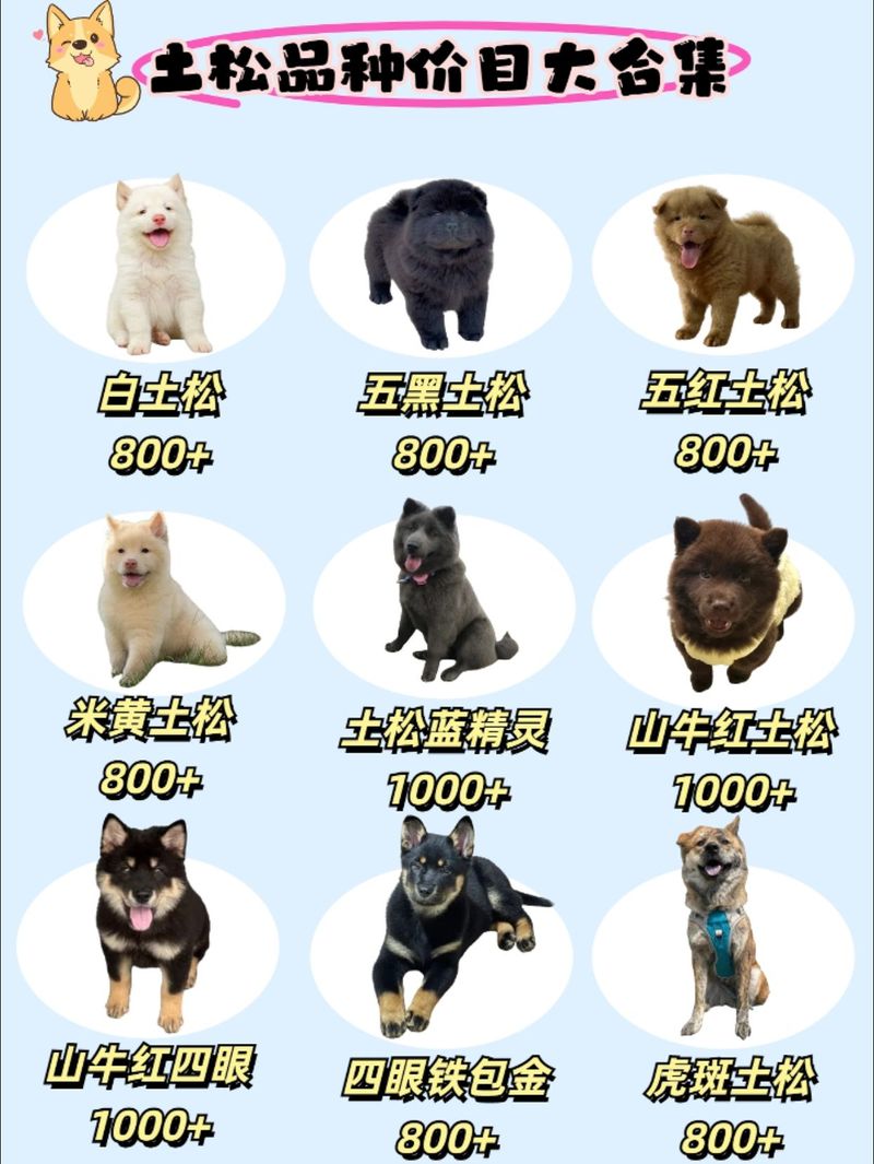 土松犬最旺三个名字