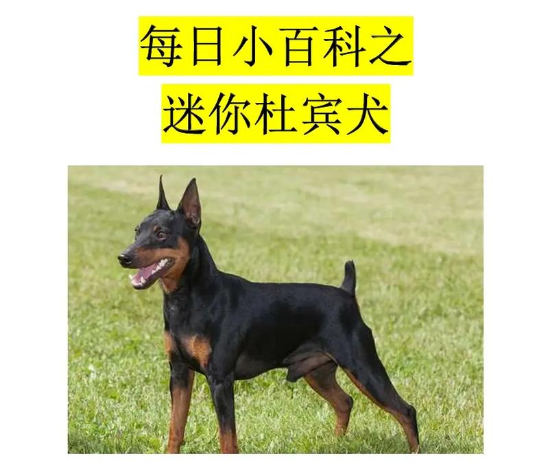 2024最火的迷你杜宾名字大全