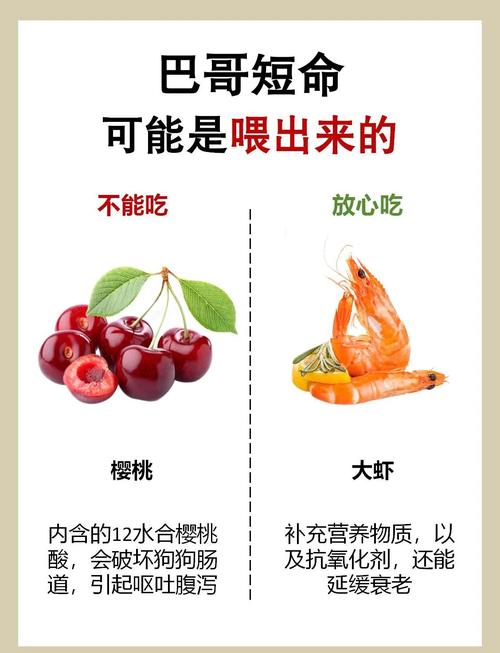 狗狗坚决不能吃的食物