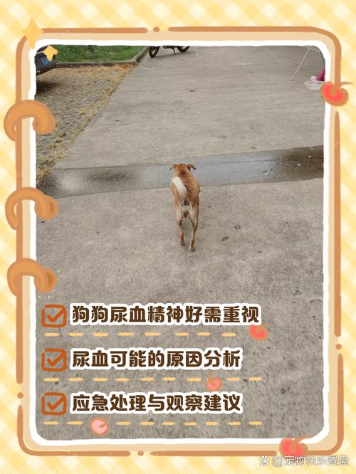 狗狗突然尿血尿多是什么原因引起的