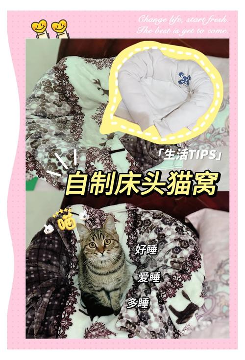 如何给怀孕的母猫布置一个温暖又舒适的猫窝?