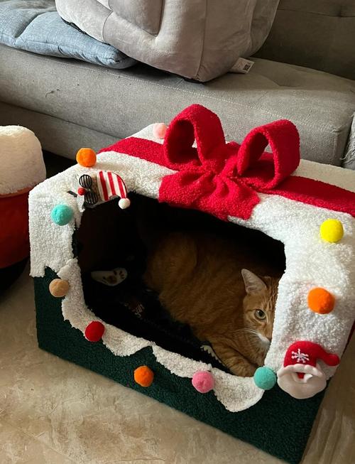 小猫自己如何搭窝?