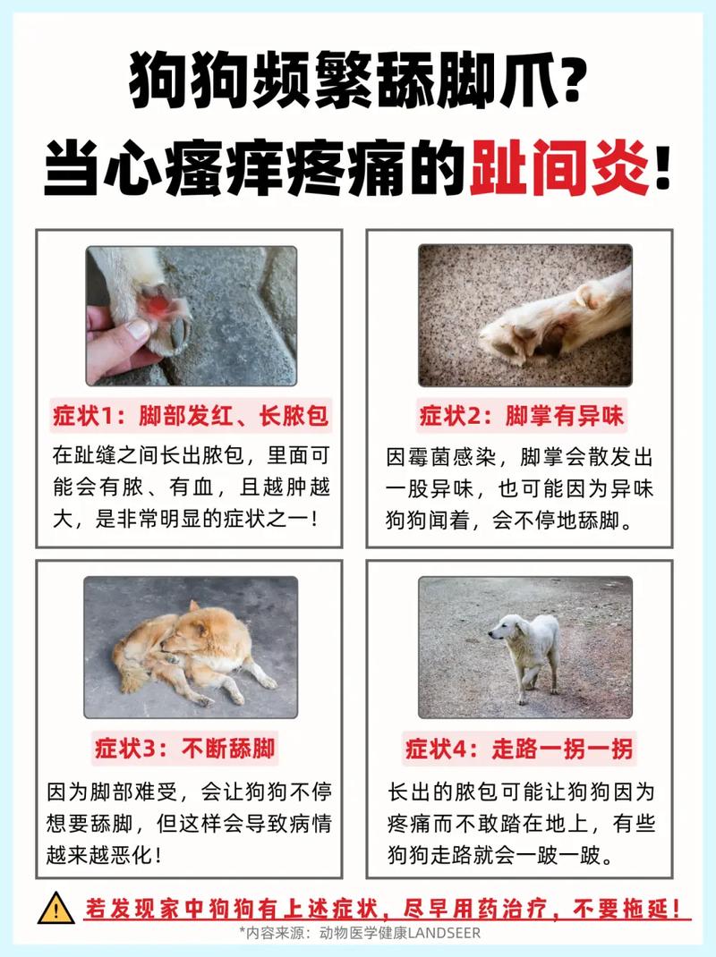 狗趾间炎用什么药好得快