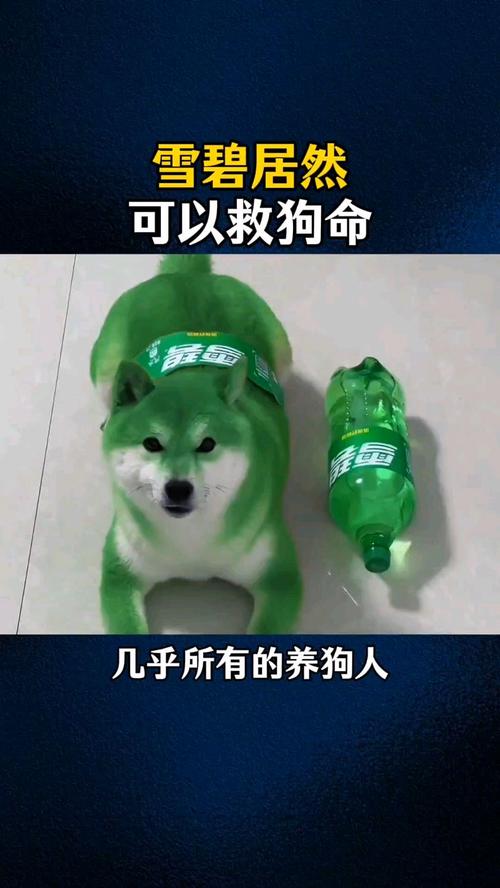 雪碧救狗命是真的吗