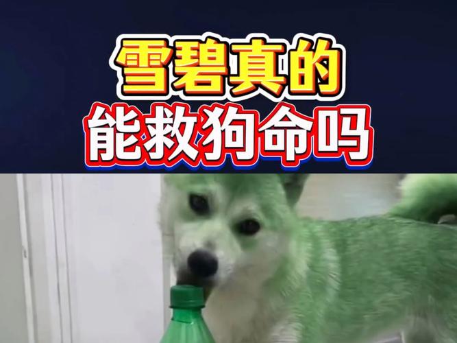 狗能喝雪碧吗