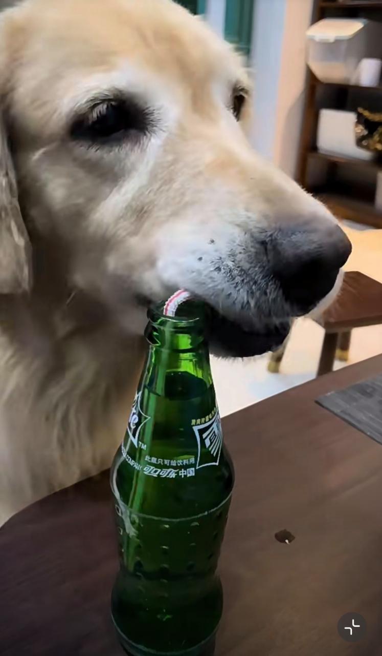 狗狗为什么喜欢喝雪碧