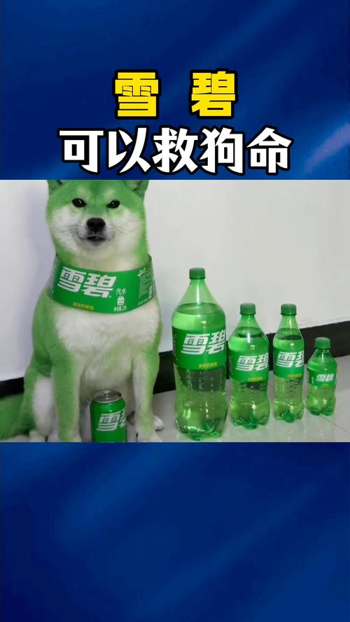 狗狗能不能喝雪碧