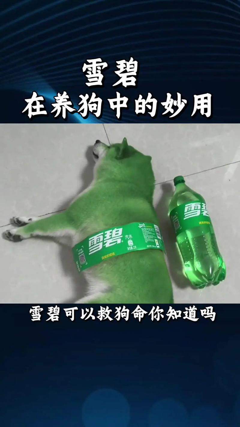狗狗喝了雪碧怎么办