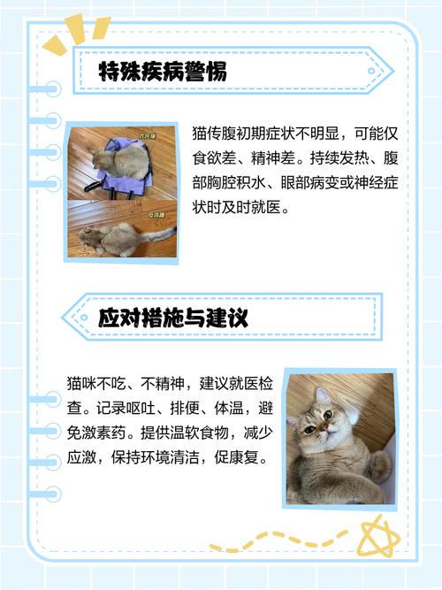 猫咪食欲下降和精神萎靡不振是怎么回事?