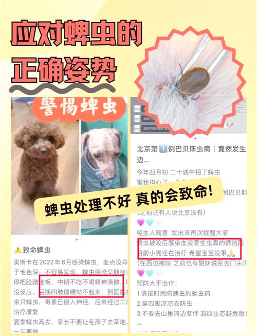 狗狗被蜱虫叮咬后如何处理