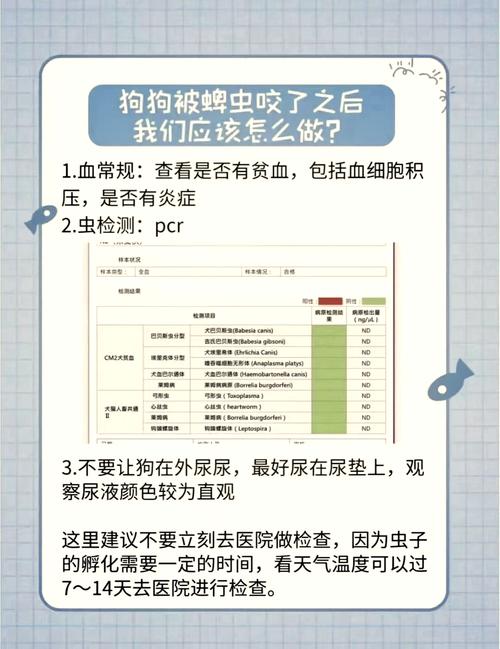狗狗被蜱虫咬了的伤口怎么处理