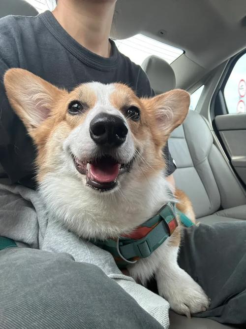 小狗狗可以在长途车上呆10几个小时吗?