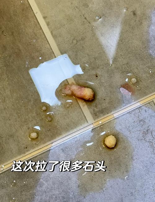 小狗狗到了尿结石!做手术大概多少钱?