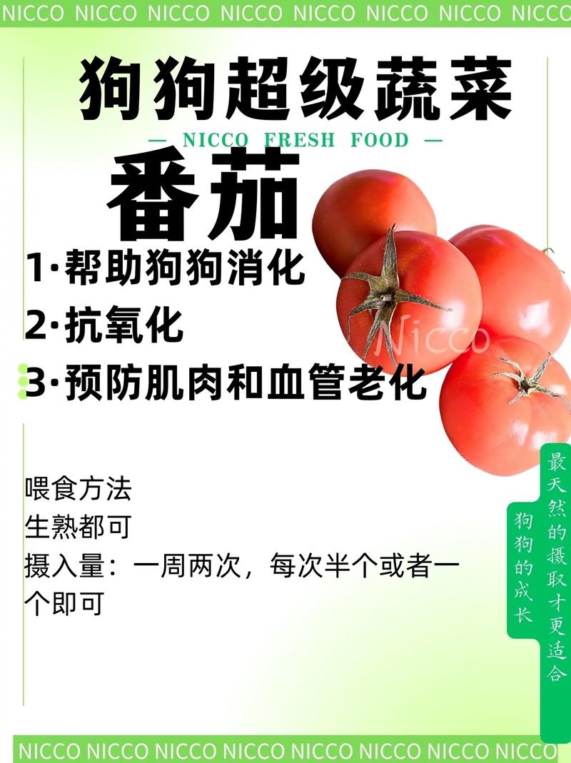 狗能吃小番茄吗为什么会吐