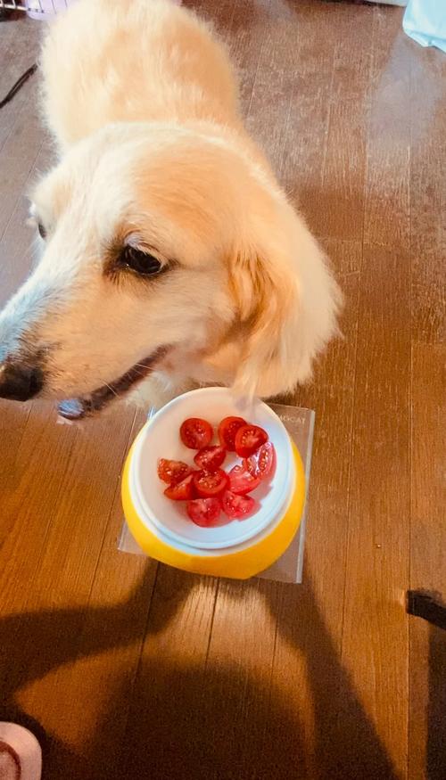 狗狗能吃小的西红柿吗