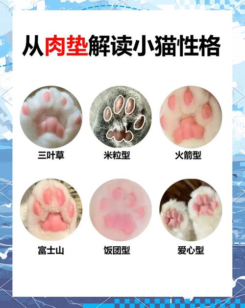 超准!_从猫咪肉垫看猫咪性格