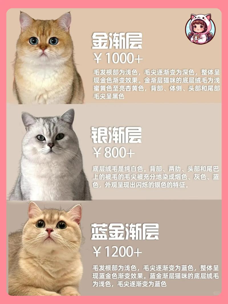 猫咪名字可爱洋气英文