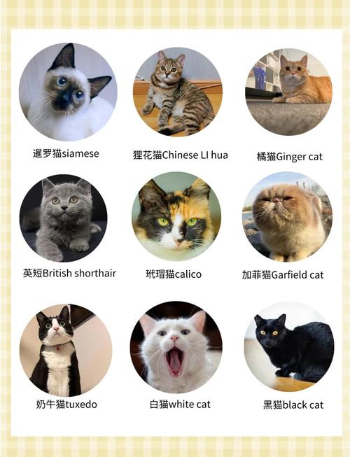 猫名字大全洋气的英文