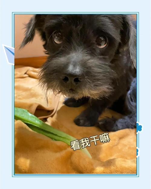 狗狗能吃油麦菜吗