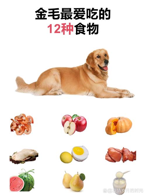 金毛都吃什么样的食物