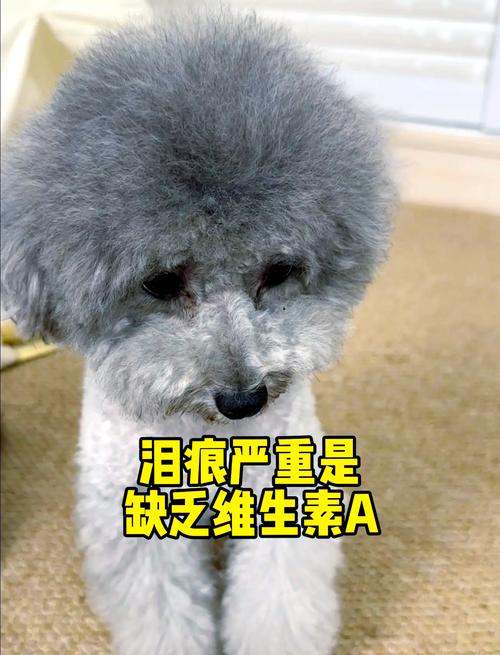 狗狗微量元素,什么情况需要补充?